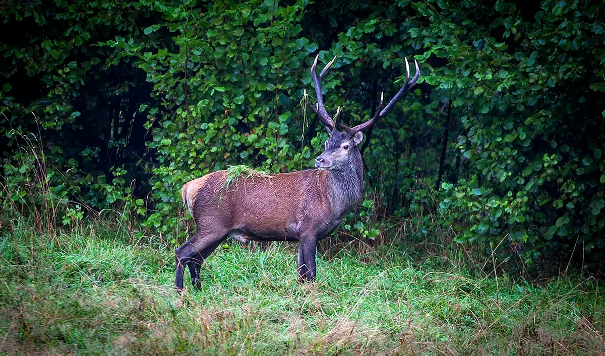 Byk jelenia podczas rykowiska